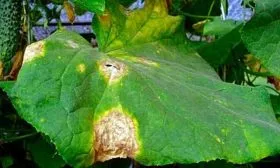 Устойчивость к заболеваниям и вредителям