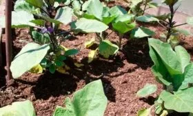 viraschivanie-baklazhan