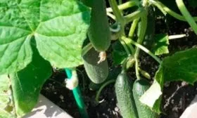 Внешние показатели растения и зеленцов