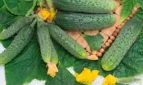 Внешние показатели растения и зеленцов