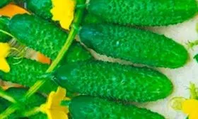 Внешние показатели растения и зеленцов