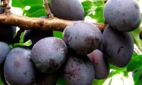 Внешний вид дерева