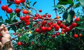 Внешний вид дерева