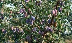 Внешний вид дерева