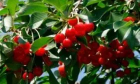 Внешний вид дерева