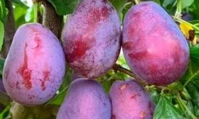 Характеристики