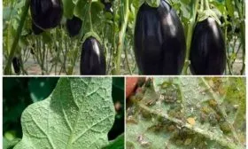 Возможные болезни и вредители баклажанов в теплице