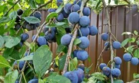 Особенности плодоношения, продуктивность