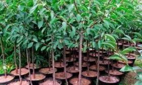 Выбор и подготовка посадочного материала