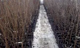 Выбор и подготовка посадочного материала