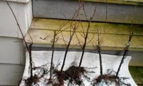 Выбор и подготовка посадочного материала