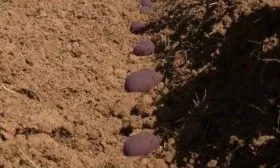 Выбор места для выращивания