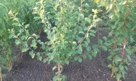 выбор саженца