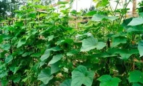 Выращивание рассадным методом