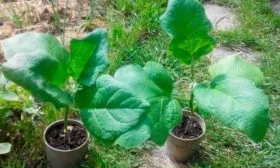 Выращивание рассады