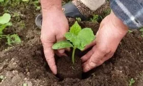 Высаживание рассады