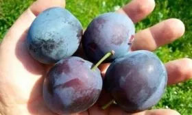 Вкусовые качества