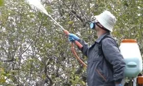 Защита от болезней и вредителей