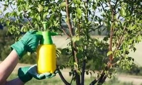 Защита от болезней и вредителей