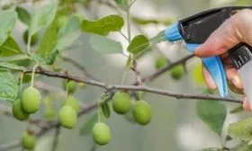 Защита от вредителей