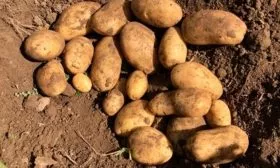 Урожайность