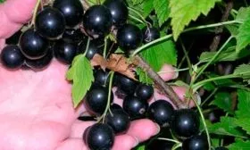 свойства ягод