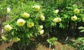 Варианты использования в ландшафтном дизайне