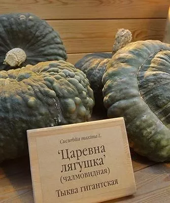 Тыква