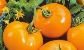 Созревание