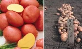 Урожайность