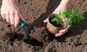 Алгоритм пересадки