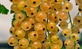 Алгоритм посадки