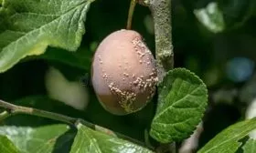 Болезни и вредители