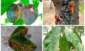 Болезни и вредители