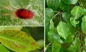 Болезни и вредители