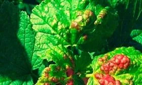 Болезни и вредители