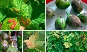 Болезни и вредители