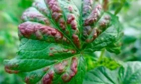 Болезни и вредители смородины