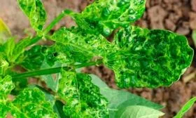 Борьба с вредителями, болезнями