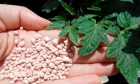 Чем и когда подкармливать