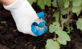 Чем удобрять ягодную культуру