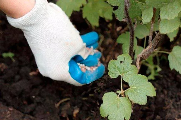 Чем удобрять ягодную культуру