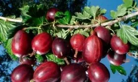 Черносливовый