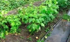 Что можно посадить рядом