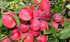 Созревание