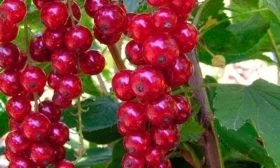 Дальнейшее выращивание