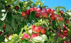 Урожай сбор