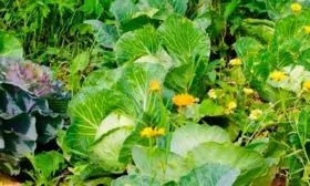 Для каких регионов подходит