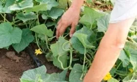 Другие показатели