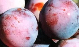 Сбор урожая